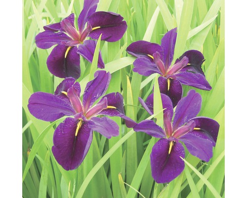 Iris FloraSelf Iris-Cultivars 'Black Gamecock' h 10-60 cm Co 0,6 l