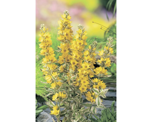 Lysimaques jaunes FloraSelf Lysimachia nummularia 'Variegata' h 10-50 cm Co 0,6 l Lysimaque commune jaune à feuilles vertes et blanches dans le jardin
