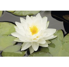 Nahaufnahme einer weißen Seerose mit gelber Mitte und grünen Blättern im Wasser.