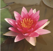 Nahaufnahme einer rosafarbenen Seerose auf dem Wasser