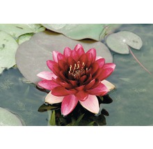 Seerose mit roten Blüten und grünen Blättern im Wasser