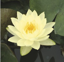 Nénuphar jaune dans l''étang