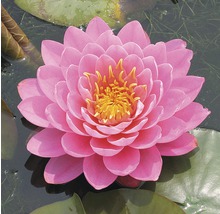 Nénuphar rose dans l''étang