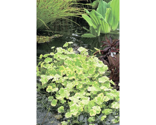 Bunter Wassernabel FloraSelf Hydrocotyle novae-zelandiae 'Variegata' H 5-15 cm Co 1 L