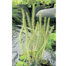Plante aquatique dans l''étang