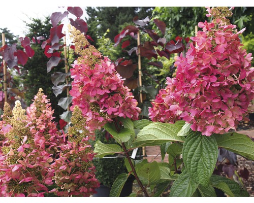 Hortensia paniculé à fleurs roses