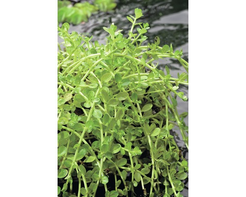 Rotala verte FloraSelf Rotala rotdunifolia 'Green' H 5-15 cm Co 1 L