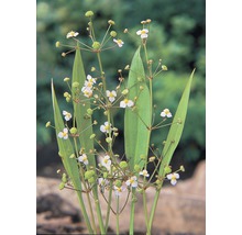 Plante avec de longues feuilles et de petites fleurs blanches