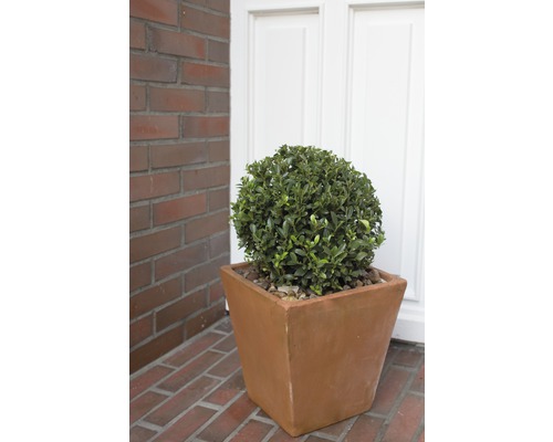 Arbre boules dans un pot en terre cuite devant une porte d''entrée