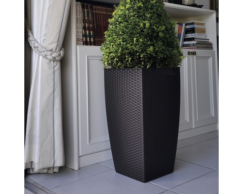 Dekorative Pflanze im dunklen Kunststoff Pflanzgefäß vor einem Bücherregal