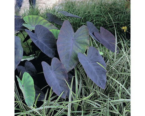 Plantes d''Alocasia dans le jardin