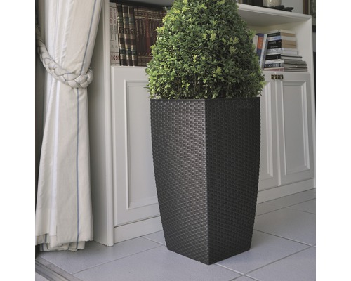 Plante décorative dans un pot de fleurs aspect rotin