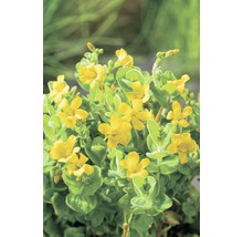 Fleurs de lysimachia jaunes avec feuilles vertes.