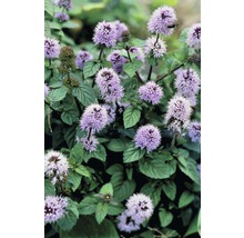 Gros plan sur de la menthe verticillée en fleurs dans le jardin
