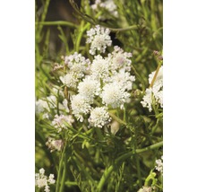 Gros plan sur les fleurs d''Iberis sempervirens