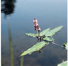 Renouée amphibie FloraSelf Polygonum amphibium h 10-30 cm Co 3 l
