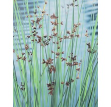 Scirpe des lacs FloraSelf Scirpus lacustris H 10-70 cm Co 3 l