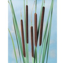 Schmalblätriger Rohrkolben FloraSelf Typha angustifolia H 10-30 cm Co 3 L