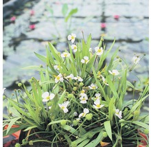 Pflanze mit weißen Blüten und grünen Blättern vor einem Teich