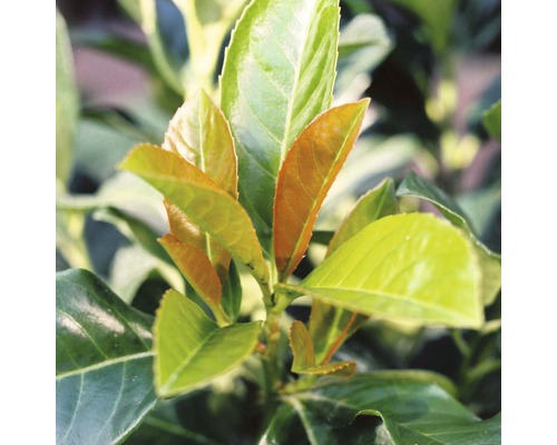 Lorbeerkirsche mit Blättern