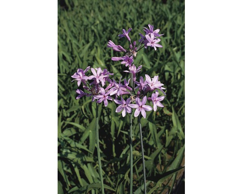 Thulbachia violacea FloraSelf H 10-60 cm Co 3 L