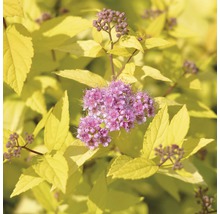 Spirée jaune d''or avec des fleurs roses