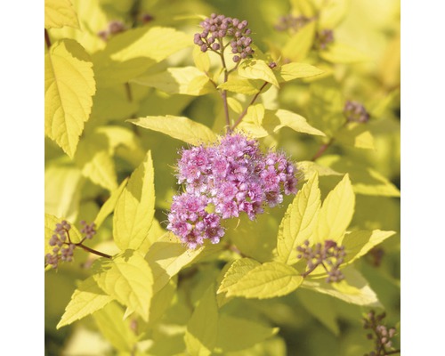Spirée jaune d''or avec des fleurs roses