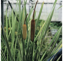 Plant de massette à feuilles rayées