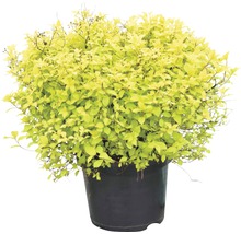 Spirée à feuilles jaunes en pot