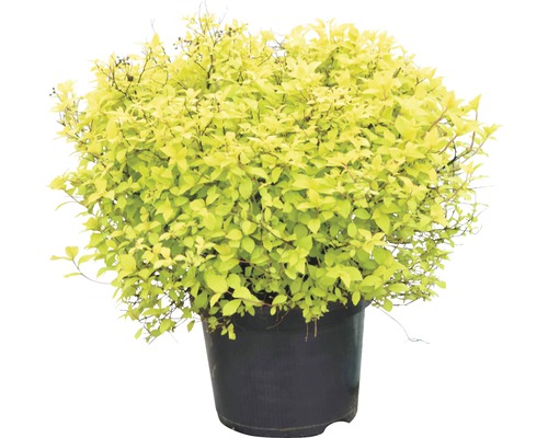 Spirée à feuilles jaunes en pot