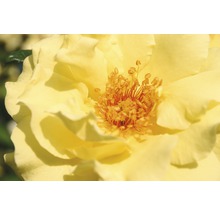 Duftrose Strauchrose Floraself Rosa x Hybride H 10-40 cm Co 5 L gelb, orange in Sorten