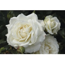 Rosier parfumé FloraSelf Rosa x Hybride h 30-60 cm Co 5 l blanc, diff. sortes-thumb-1
