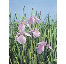 Irisblüten in einem Garten