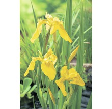 Sumpf-Schwertlilie gelb FloraSelf Iris pseudocorus H 20-80 Ø 28 cm Korb