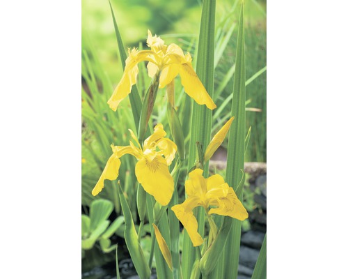 Iris jaune des marais FloraSelf Iris pseudocorus H 20-80 Co 10 l