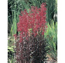 Lobélie à fleurs rouges dans le bassin de jardin
