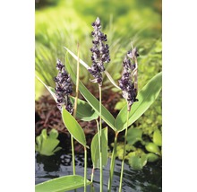 Blüte der Hechtkraut-Pflanze im Gartenteich