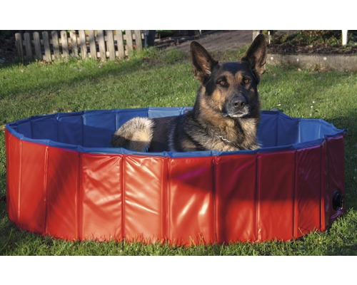 Berger allemand allongé dans une piscine pour chiens dans le jardin.