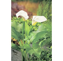 Deux fleurs de calla blanches avec des feuilles vertes dans le jardin
