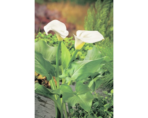 Deux fleurs de calla blanches avec des feuilles vertes dans le jardin