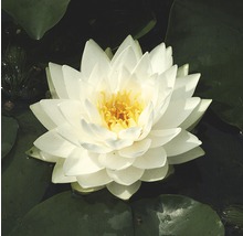 Nénuphar blanc avec centre jaune