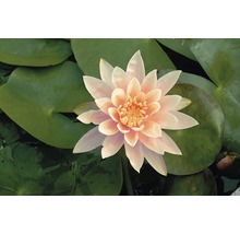 Gros plan d''un nénuphar avec des feuilles de nénuphar