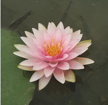 Nahaufnahme einer Seerose im Wasser