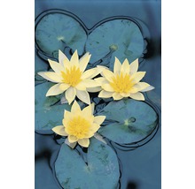 Trois nénuphars avec des feuilles sur l''eau