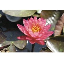 Gros plan d''un nénuphar avec des étamines jaunes et des feuilles dans l''eau.