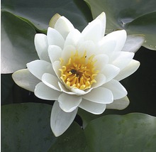 Gros plan d''un nénuphar blanc avec un centre jaune et des feuilles vertes
