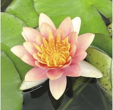 Seerose mit rosa Blüte und gelber Mitte zwischen Seerosenblättern