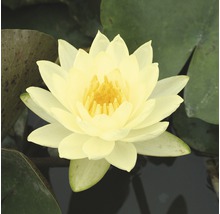 Nénuphar jaune dans l''étang