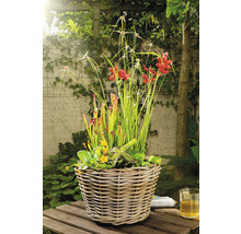 Miniteich FloraSelf mit versch.Teichpflanzen Ø 32 cm Ratankorb