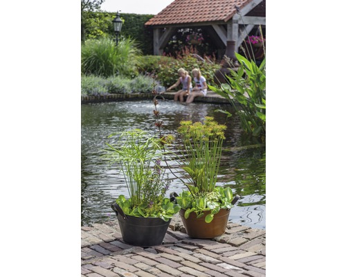 Miniteich Old Grey FloraSelf mit Pflanzen inkl. Treibring Ø 40 cm Zink-Schale grau Zwei Pflanzkübel mit Teichpflanzen auf einem Ziegelweg an einem Teich